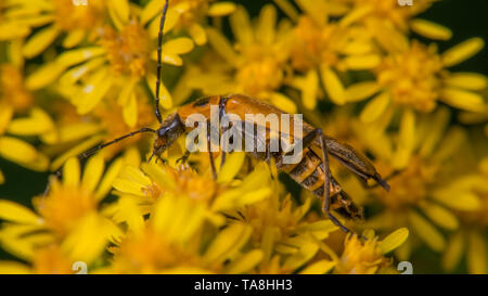 Extreme close up macro de soldat de la verge d'insecte sur la fleur jaune Banque D'Images