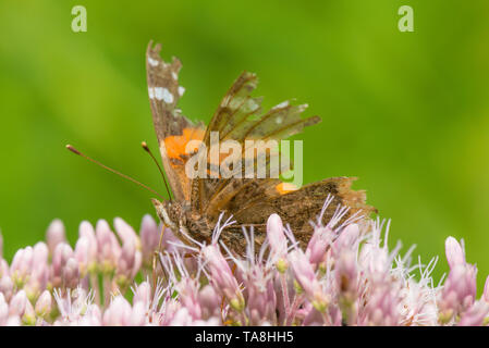 Weathered vraiment papillon avec ailes de grandes pièces manquante - se nourrissant de fleurs violet / rose (peut-être joe-pye-weed) - pris au Minnesota Banque D'Images