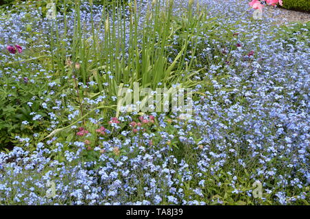 Les beaux jardins de Balcarres, Maison Colinsburgh, Fife, Scotland, mai 2019. Banque D'Images