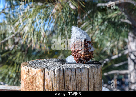 La neige a couvert un cône de pin repose sur un post en bois Banque D'Images