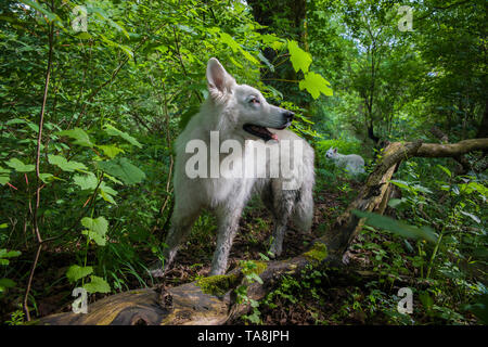 Deux chiens de berger blanc stand togehter dans une impénétrable forêt verte Banque D'Images