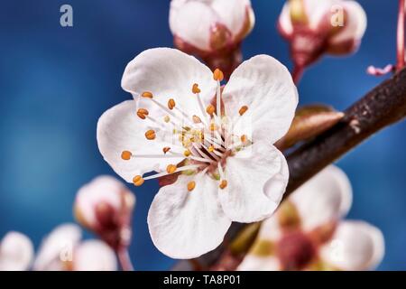 Fleur d'un violet-feuille prunier (Prunus cerasifera), Allemagne Banque D'Images