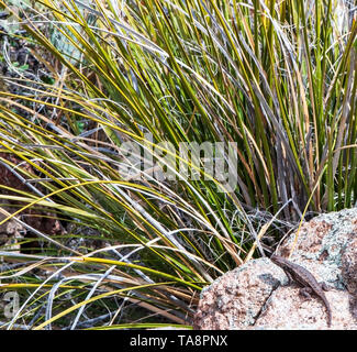 Un lézard épineux du désert (Sceloporus magister) sur un bain de soleil sur un rocher à côté de l'herbe haute en Arizona, États-Unis Banque D'Images