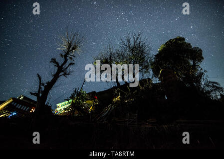 Ciel étoilé sur arbre dans l'Himalaya en Inde Banque D'Images