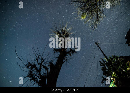 Ciel étoilé sur arbre dans l'Himalaya en Inde Banque D'Images