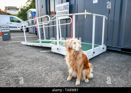 Riloh 8 ans golden retriever attend patiemment son Collins-Daniel propriétaire Natasha alors qu'elle jette son vote à un bureau de scrutin à Bristol en tant que chef d'électeurs aux urnes pour les élections du Parlement européen. Banque D'Images