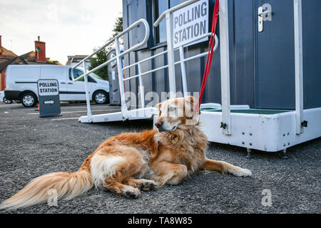 Riloh 8 ans golden retriever attend patiemment son Collins-Daniel propriétaire Natasha alors qu'elle jette son vote à un bureau de scrutin à Bristol en tant que chef d'électeurs aux urnes pour les élections du Parlement européen. Banque D'Images