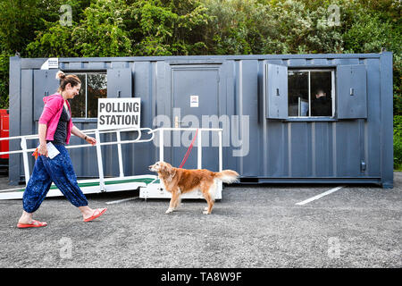 Riloh 8 ans golden retriever remue sa queue comme sa propriétaire Natasha Collins-Daniel retourne de son vote à un bureau de scrutin à Bristol en tant que chef d'électeurs aux urnes pour les élections du Parlement européen. Banque D'Images