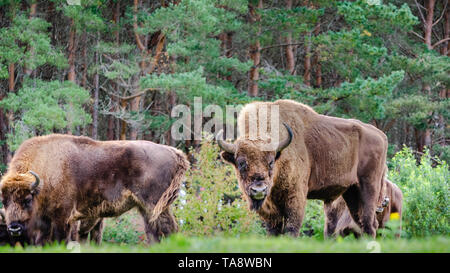 Un petit troupeau de bison d'Europe (Bison bonasus), également connu sous le nom de bison ou le bison des bois, broutent dans une clairière. Banque D'Images