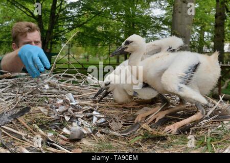 Alimentation gardien Cigogne Blanche (Ciconia ciconia) poussins dans une colonie de reproduction en captivité l'approvisionnement UK Cigogne Blanche les réintroductions, Cotswold Wildlife Park. Banque D'Images