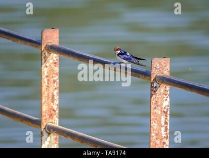 Petit oiseau, Wire-tailed Swallow, Hirundo smithii, perché, copy space Banque D'Images