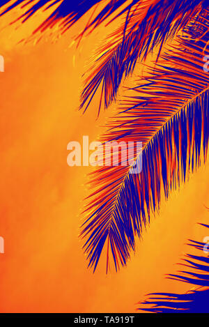 Les feuilles de palmier avec ciel. Été tropical, journée ensoleillée. La verticale. L'espace du texte. Avec des tons orange fluo, bleu et corail Banque D'Images