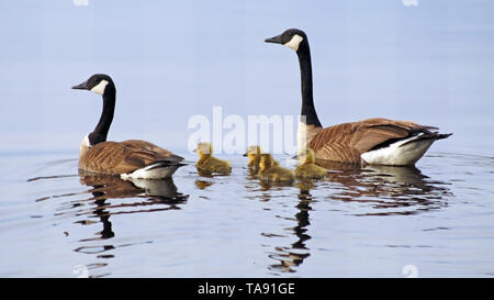 Un couple de bernaches du Canada natation sur le lac avec leur nouveau-né oison Banque D'Images