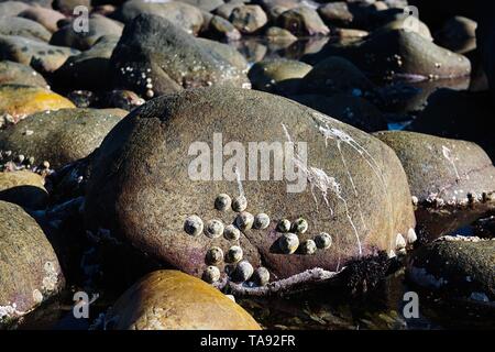 Cockle shells sont posés sur un lit de roches dans une mer Banque D'Images