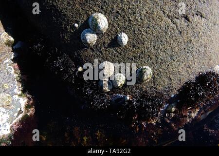 Cockle shells sont posés sur un lit de roches dans une mer Banque D'Images