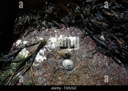Cockle shells sont posés sur un lit de roches dans une mer Banque D'Images