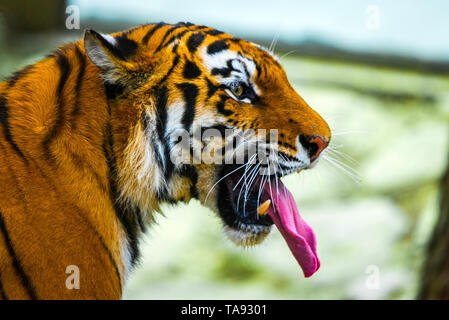 Vue rapprochée d'un tigre de Sibérie ou Panthera tigris altaica. Banque D'Images