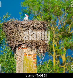 La cigogne se trouve dans son nid sur la pile de la maison au printemps soirée ensoleillée Banque D'Images