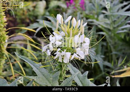 Les moustaches du chat Orthosiphon stamineus,fleur blanche fleur herbe, également connu sous le nom de thé de Java, l'Orthosiphon aristatus Banque D'Images