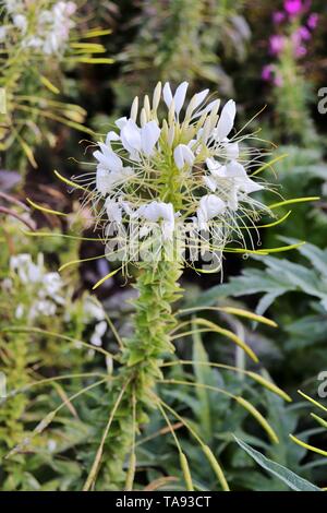 Les moustaches du chat Orthosiphon stamineus,fleur blanche fleur herbe, également connu sous le nom de thé de Java, l'Orthosiphon aristatus Banque D'Images