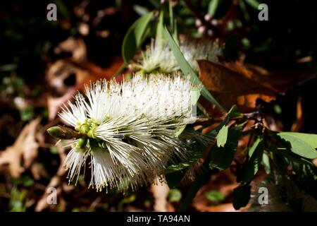 Blooming white bottlebrush plante, Melaleuca salicina Banque D'Images