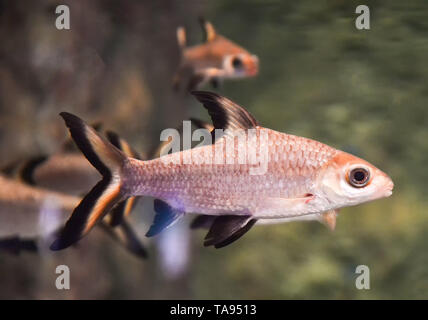 Requin d'argent - Bala Shark nage du poisson fish tank aquarium sous-marin - Balantiocheilos melanopterus Banque D'Images