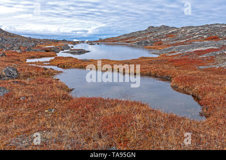 Les étangs de toundra dans le haut Arctique près du fjord glacé d'Ilulissat, Groenland. Banque D'Images