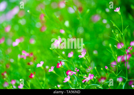 Belle couleur rose gypsophila bouqitue dans le jardin de fleurs Banque D'Images