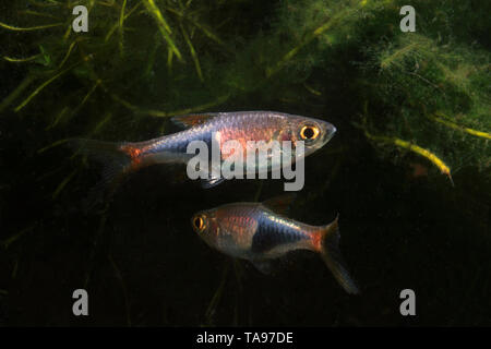 Rasbora Arlequin, belle Banque D'Images