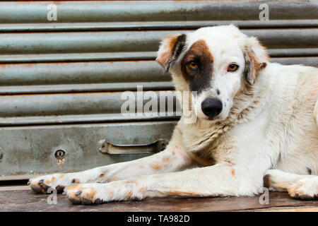 Black and white spotted dog sitting on steps. Banque D'Images