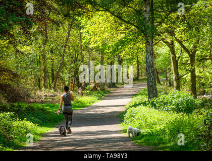 Une jeune femme marche à travers bois de printemps tout en utilisant son téléphone mobile. Banque D'Images