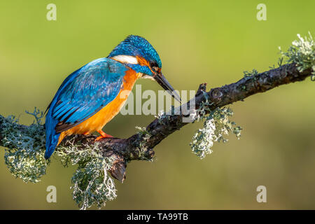 Kingfisher (Alcedo atthis) perché sur une branche Banque D'Images