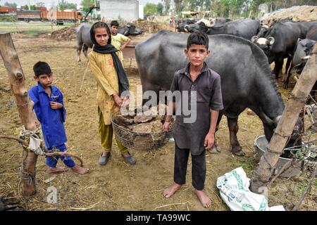 Les enfants nomades vu porter de la bouse de vache séchée à l'extérieur de leur maison de fortune dans la région de Patiala district de la province du Punjab, en Inde. Banque D'Images