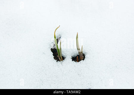 Au début du printemps les plantes. Petite fleur qui sort de la neige au printemps. Banque D'Images