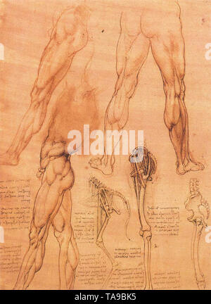 Leonardo Da Vinci - l'homme et des jambes jambes Études Horse 1506 Banque D'Images