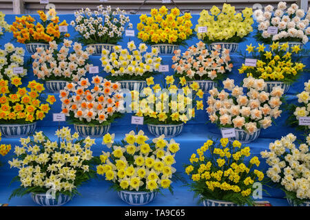 Londres, Royaume-Uni - 22 mai 2019 : RHS Chelsea Flower Show, exposition primée de jonquilles. Banque D'Images