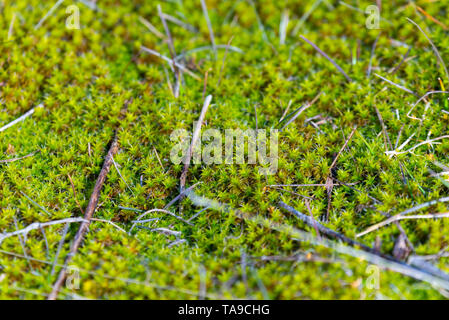 De pierre couvert de mousse. Belles pierres couvertes de mousse et de lichen. L'arrière-plan lumineux vert mousse texturés de la nature. La mousse sur les pierres naturelles en forêt d'hiver. Banque D'Images