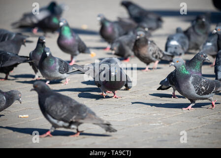 Pigeons sur la place de la ville, la vie en ville, Selective Focus. Maison de vacances loisirs Concept. Banque D'Images