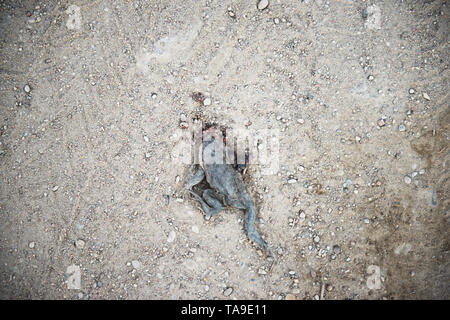 Toad est mort à plat sur la route. frog est mort au ciment en rue. frog renversé par une voiture sur une route. accident de voiture sur la route. Banque D'Images