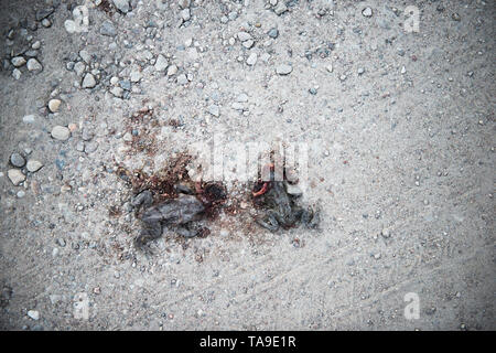 Toad est mort à plat sur la route. frog est mort au ciment en rue. frog renversé par une voiture sur une route. accident de voiture sur la route. Banque D'Images