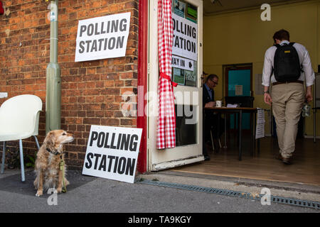 Oxford, Oxfordshire, UK. 23 mai, 2019. Élections européennes. C'est le jour des élections européennes et les résidents sont en vigueur. Un colley chien croix se trouve à l'extérieur d'un bureau de scrutin à Jéricho, Oxford, alors que les rendez-vous dans le centre communautaire de Jéricho à voter. N° DogsAtPollingStations Crédit : Sidney Bruere/Alamy Live News Banque D'Images