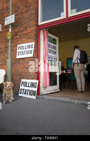 Oxford, Oxfordshire, UK. 23 mai, 2019. Élections européennes. C'est le jour des élections européennes et les résidents sont en vigueur. Un colley chien croix se trouve à l'extérieur d'un bureau de scrutin à Jéricho, Oxford, alors que les rendez-vous dans le centre communautaire de Jéricho à voter. N° DogsAtPollingStations Crédit : Sidney Bruere/Alamy Live News Banque D'Images