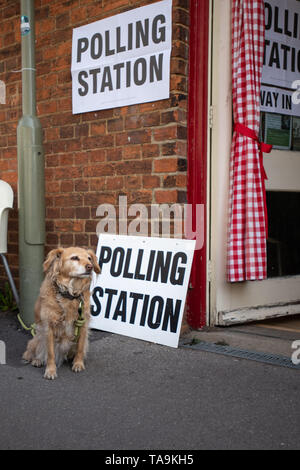 Oxford, Oxfordshire, UK. 23 mai, 2019. Élections européennes. C'est le jour des élections européennes et les résidents sont en vigueur. Un colley chien croix se trouve à l'extérieur d'un bureau de scrutin à Jéricho, Oxford, alors que les rendez-vous dans le centre communautaire de Jéricho à voter. N° DogsAtPollingStations Crédit : Sidney Bruere/Alamy Live News Banque D'Images