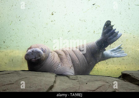 Hambourg, Allemagne. 23 mai, 2019. Un jeune taureau morse nage durant sa première excursion dans une piscine dans l'océan Arctique dans le zoo Hagenbeck. Le 23-year-old lady morse Polosa a donné naissance à la petite walrus bull le 5 mai et était sur son chemin avec son garçon pour la première fois jeudi dans le bassin d'eau de la mer Arctique. Crédit : Christian Charisius/dpa/Alamy Live News Banque D'Images