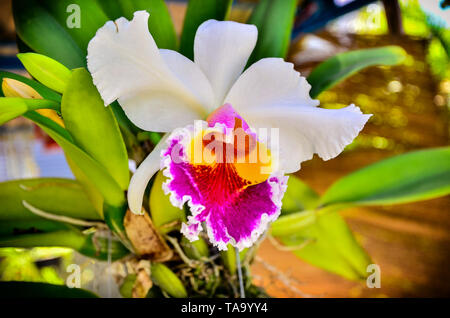 Orchidée Cattleya fleurit dans la nature Banque D'Images