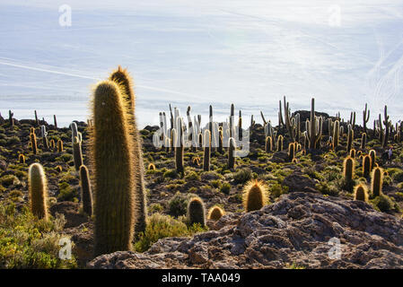 Cactus cardon géant (Echinopsis atacamensis) sur l'Isla Incahuasi, Salar de Uyuni, Bolivie Banque D'Images
