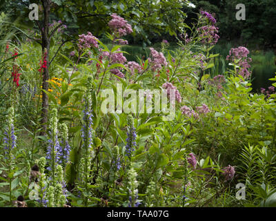 Diverses plantes indigènes et hautes herbes près de Pond Banque D'Images