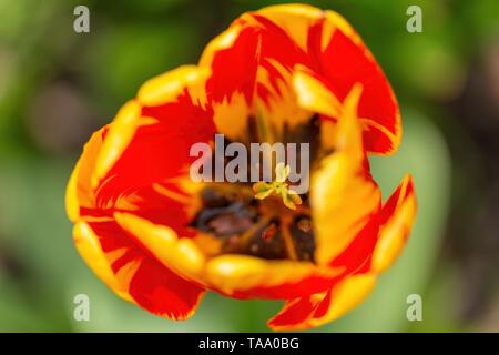 Un gros plan d'une tulipe rouge orange à l'intérieur de la fleur à l'étamine et belle conception de la fleur. Banque D'Images