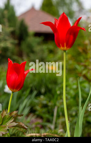 Deux tulipes rouges parmi l'herbe verte dans le jardin à une journée de printemps. Banque D'Images