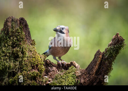 Un portrait d'un Jay perché sur une vieille souche d'arbre à Alert et orienté vers la gauche Banque D'Images